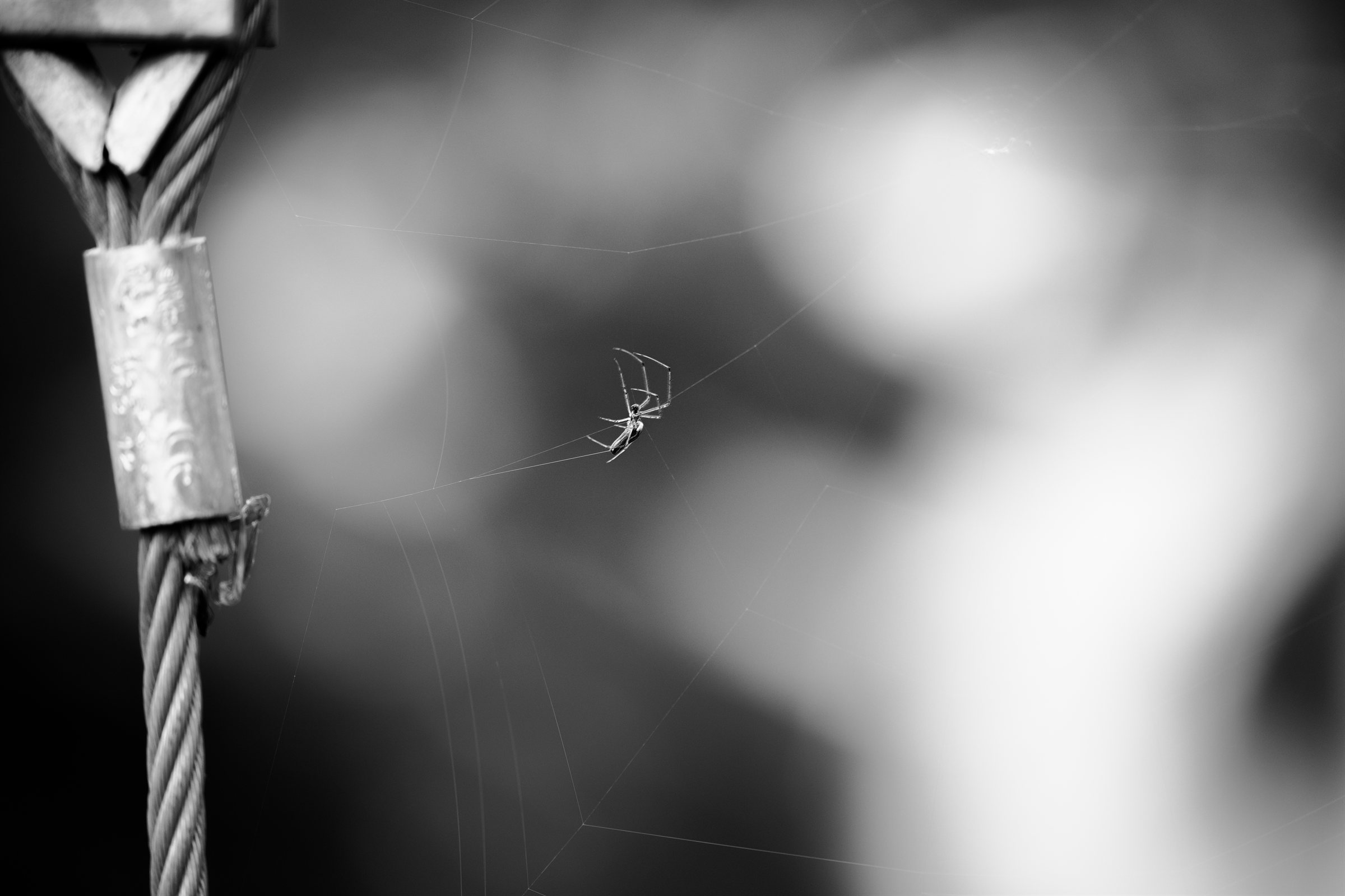 A spider on its web beside a steel cable