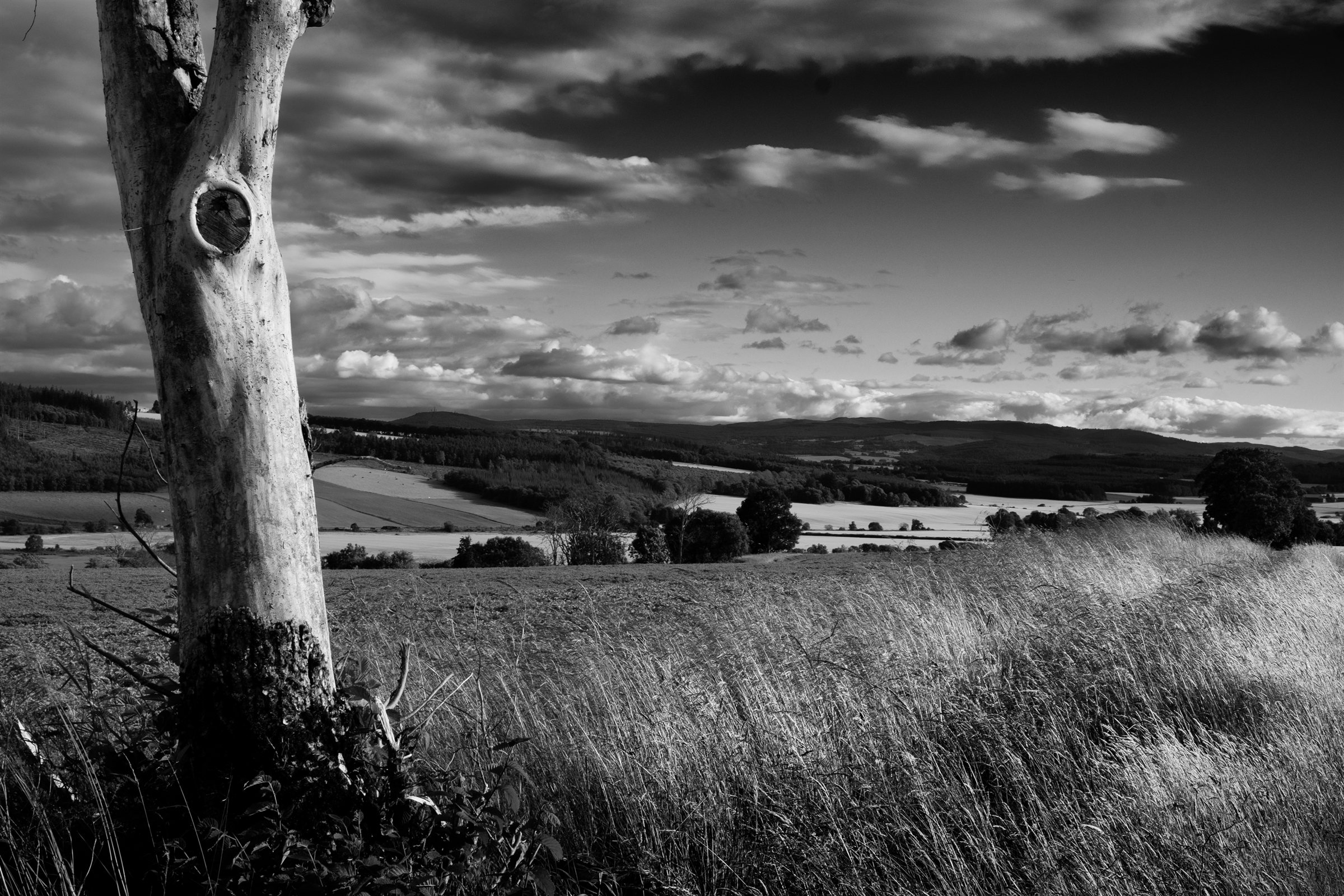 A pale birch trunk above long grass and the moor under cloud