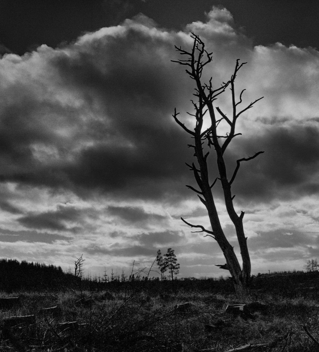 A dead tree against a bright, broken sky