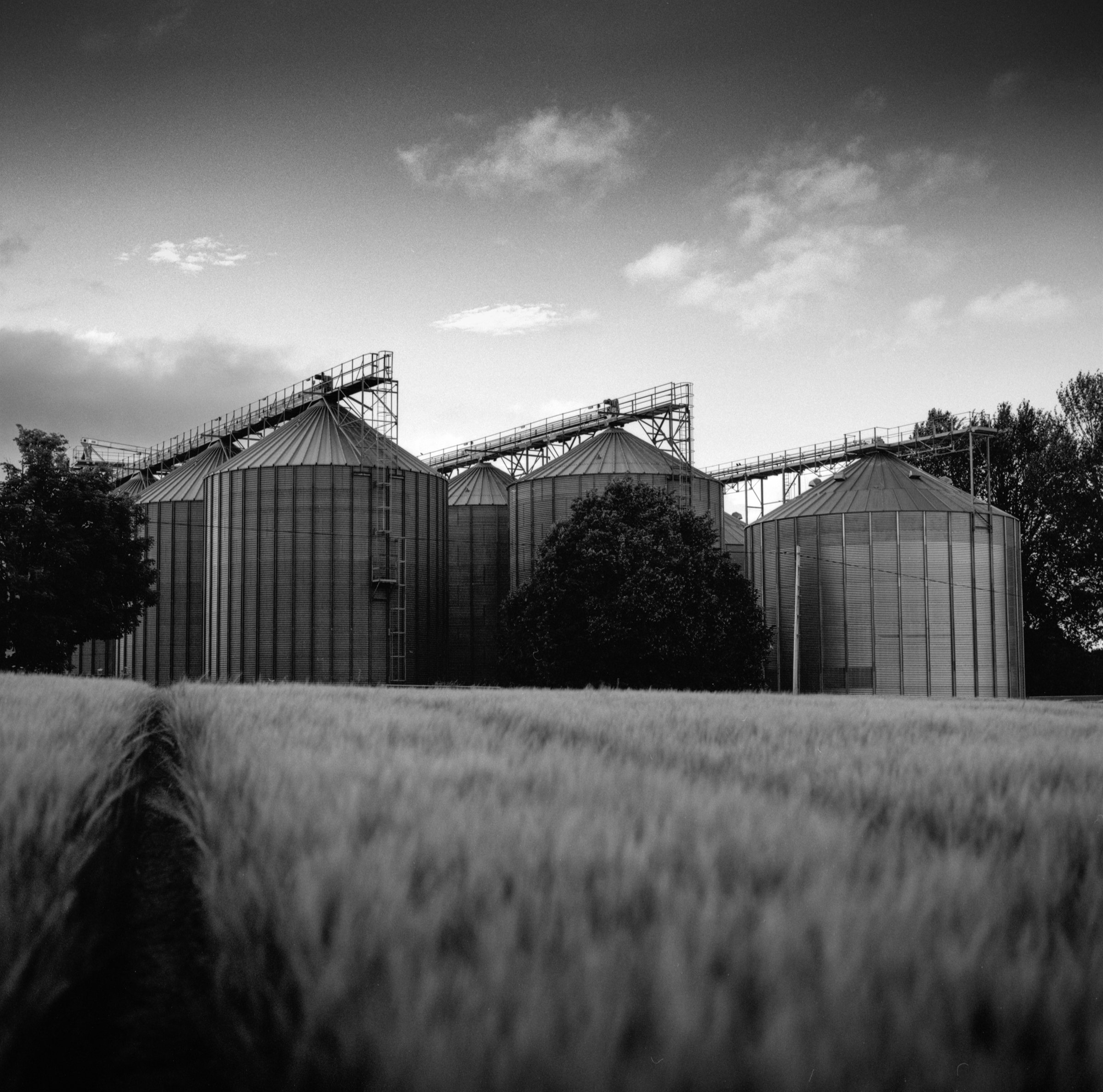 Grain silos beyond a field of barley