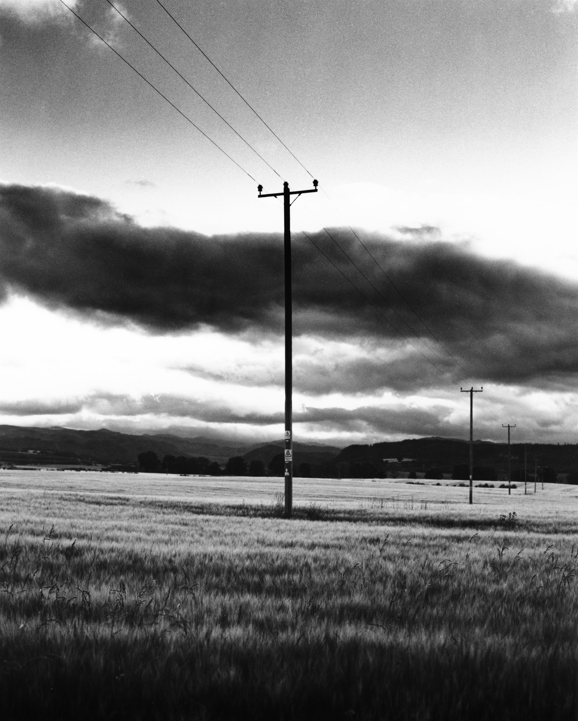 Telegraph poles across a barley field under cloud