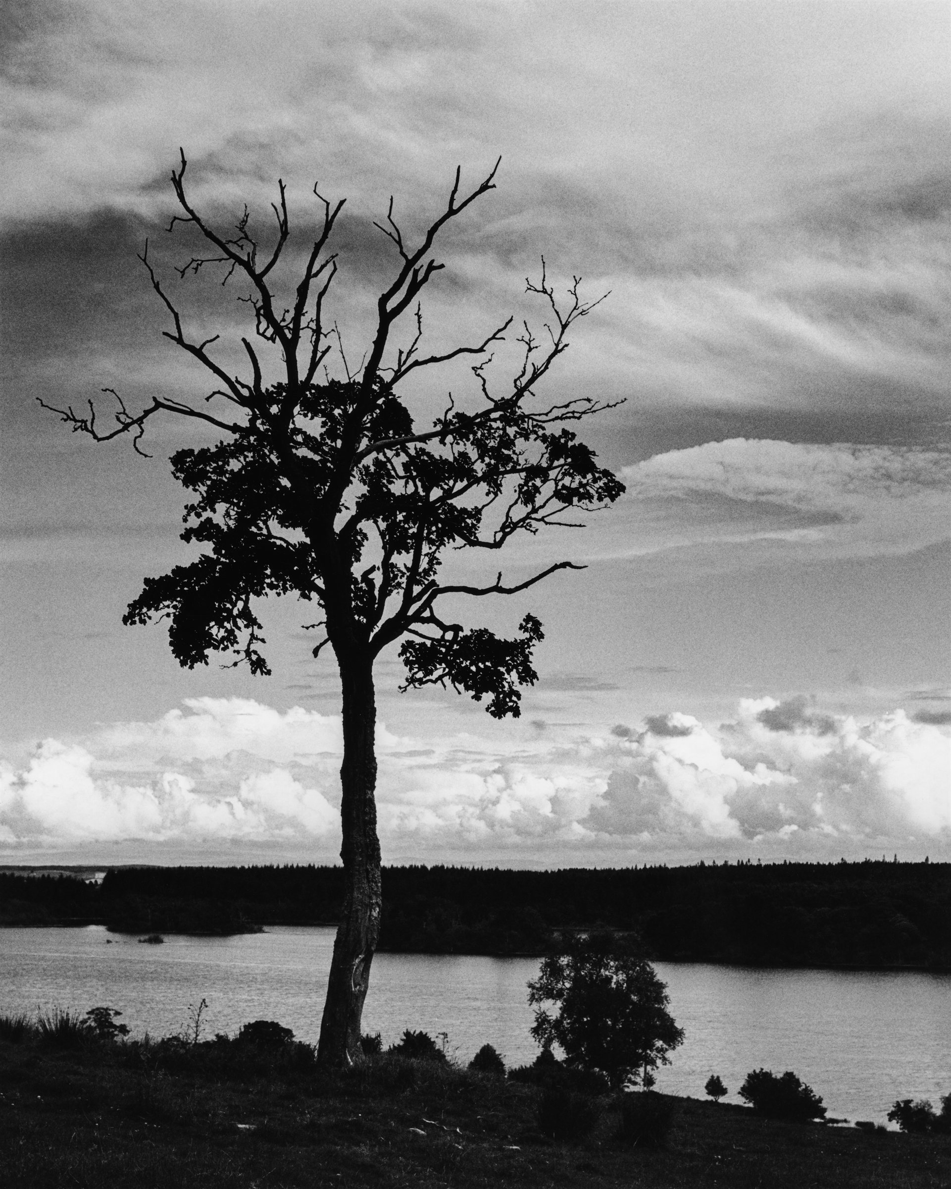 A lone tree, half bare, above a loch and dark forest under a streaked sky
