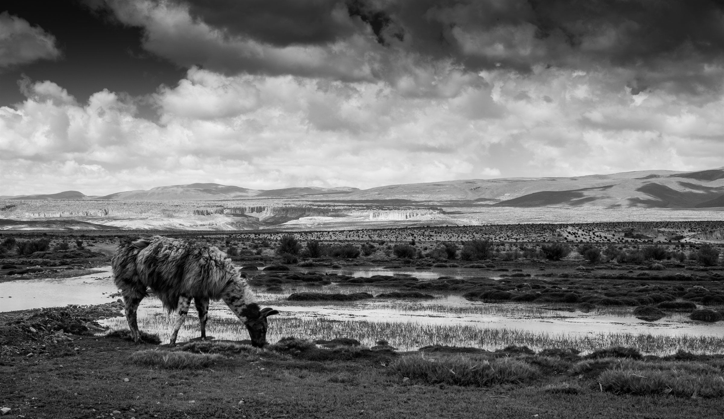 A llama grazing by water on the high plain beneath dramatic clouds