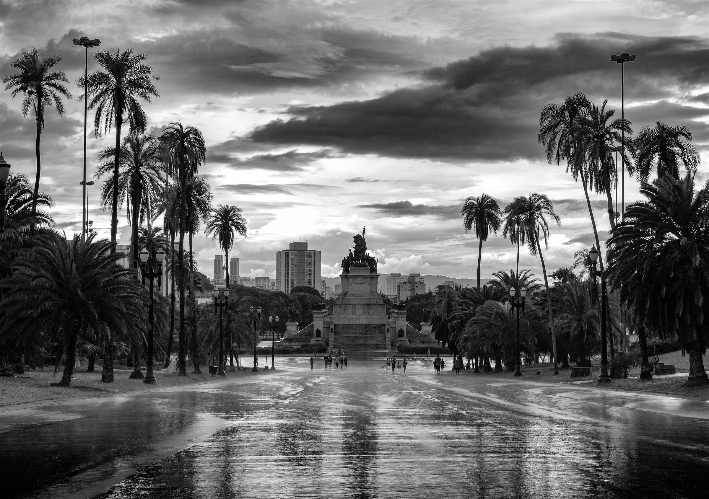 Palms lining a rain-soaked avenue