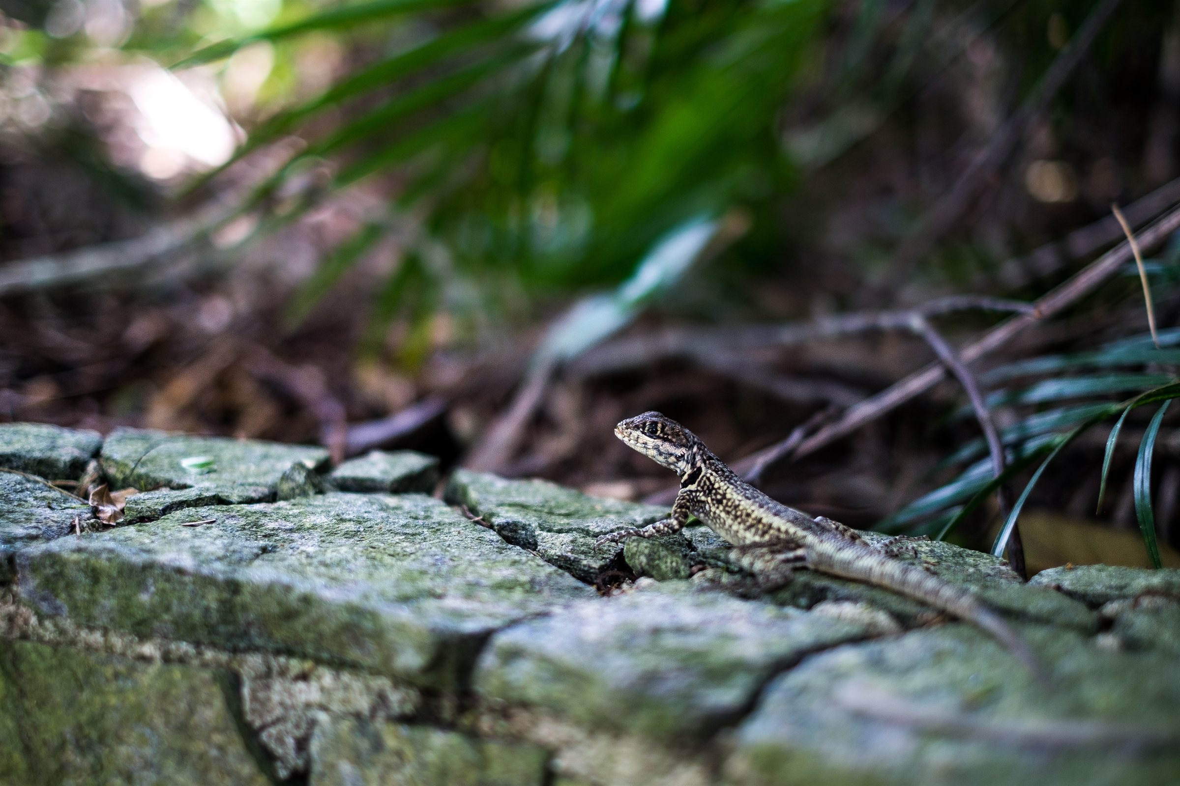 A small lizard on a mossy branch in the forest