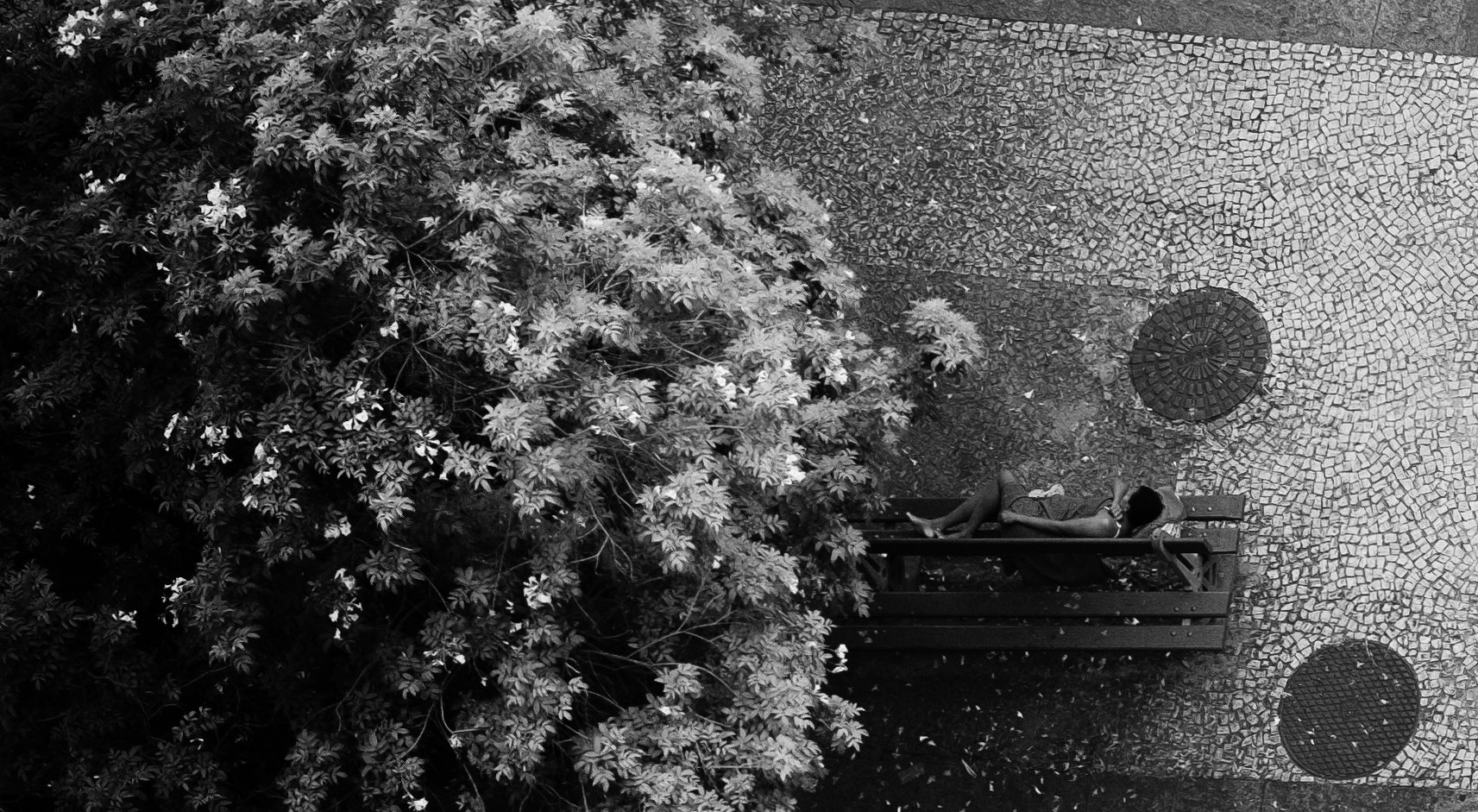 Flowers beside a patterned pavement