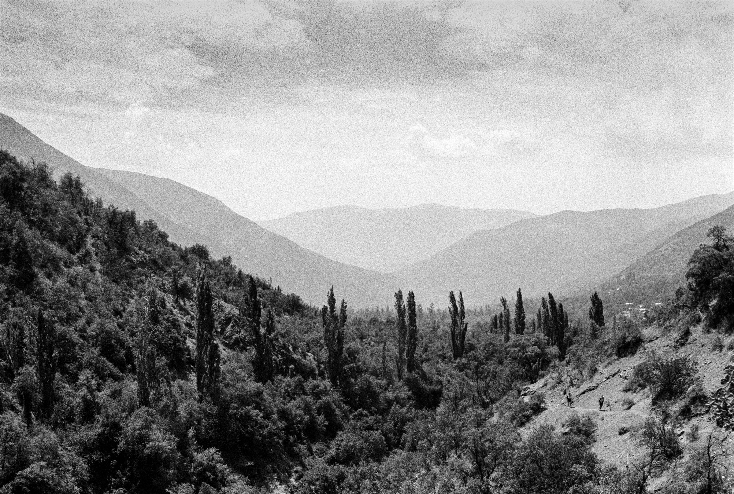 Poplars in a wooded valley between hazy mountains